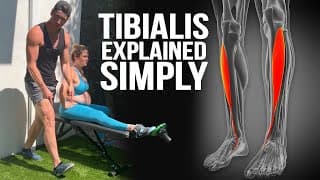 The Tibialis Anterior Explained Simply