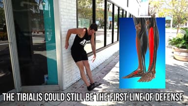 BAZ backward walking and tibialis form